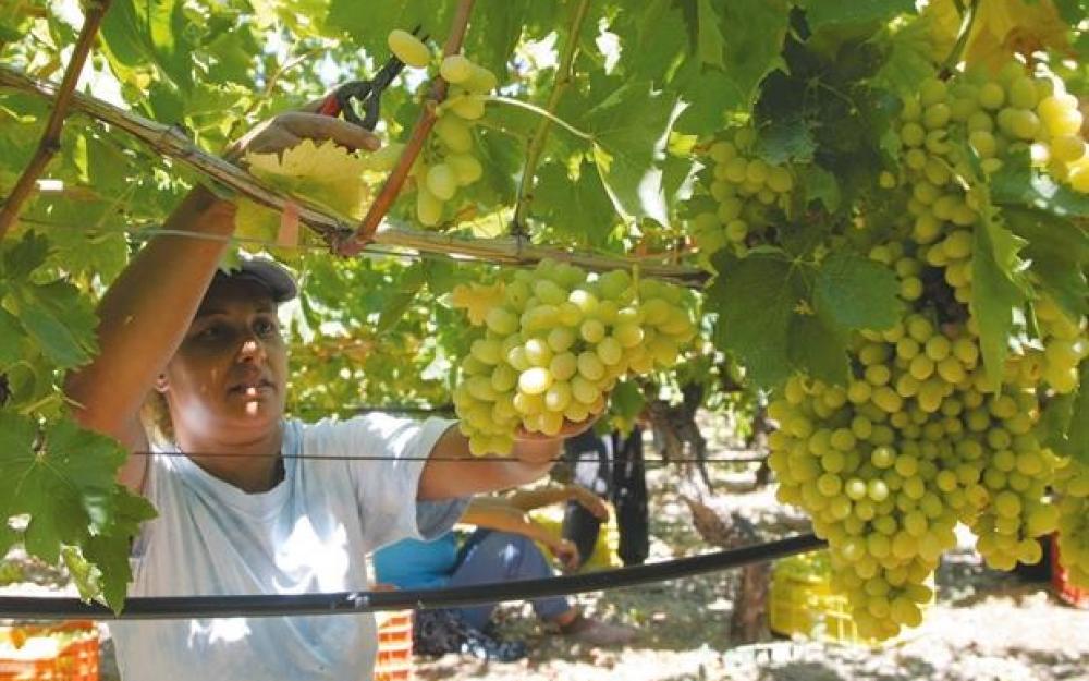 Νίκος Μπουνάκης Η παραγωγή Επιτραπέζιων Σταφυλιών έχει μεγάλες προοπτικές , αλλά χρειάζονται νέες επενδύσεις και διαφορετική Στρατηγική. Η παραγωγή Επιτραπέζιων Σταφυλιών έχει μεγάλες προοπτικές , αλλά χρειάζονται  νέες επενδύσεις  και διαφορετική Στρατηγική.